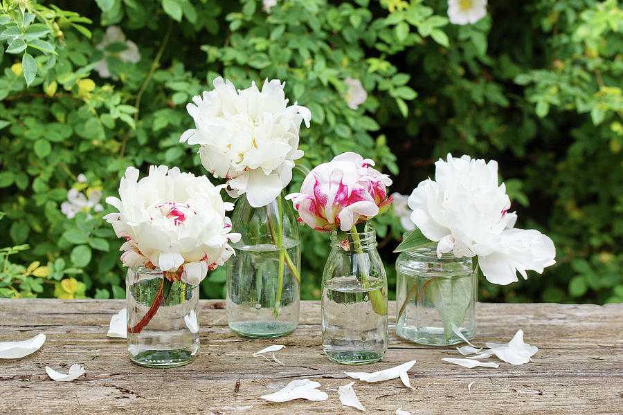 White Peony Flowers In Glasses Photograph by Angelica Linnhoff