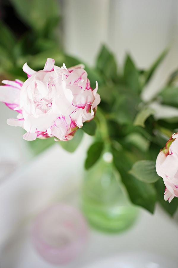 White Peony Flowers With Magenta Stripes Photograph by Cecilia Mller