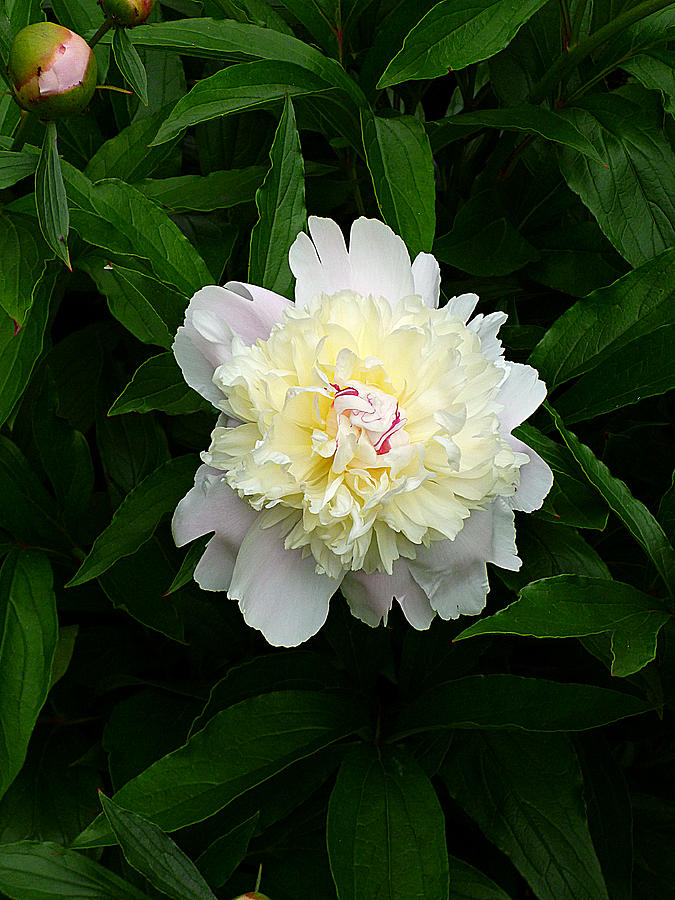 White Peony Solitaire  Photograph by Mike McBrayer