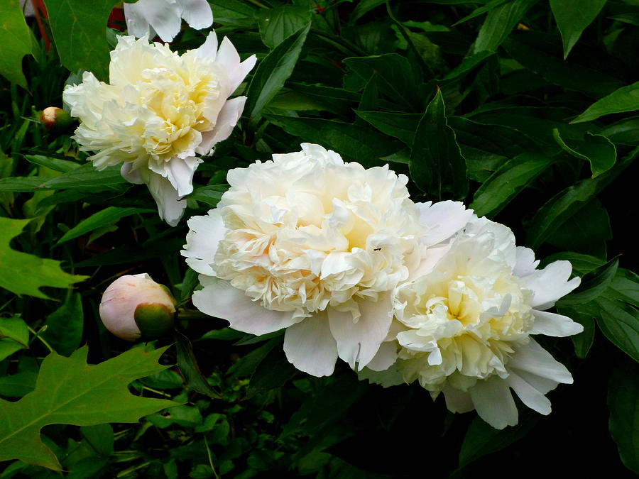 White Peony Trio Photograph by Mike McBrayer