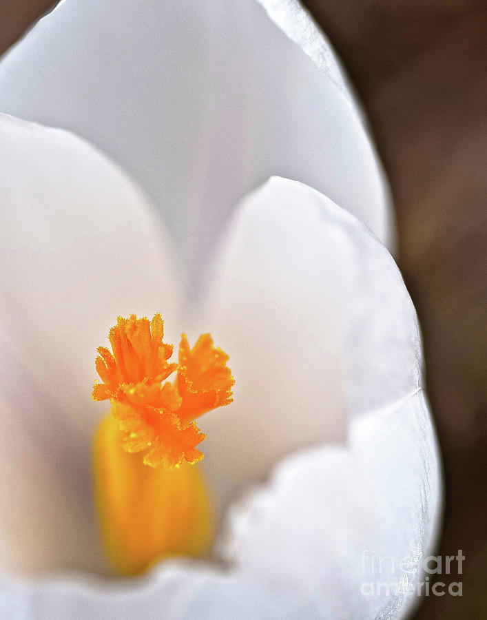 White Petals Photograph by Billy Knight