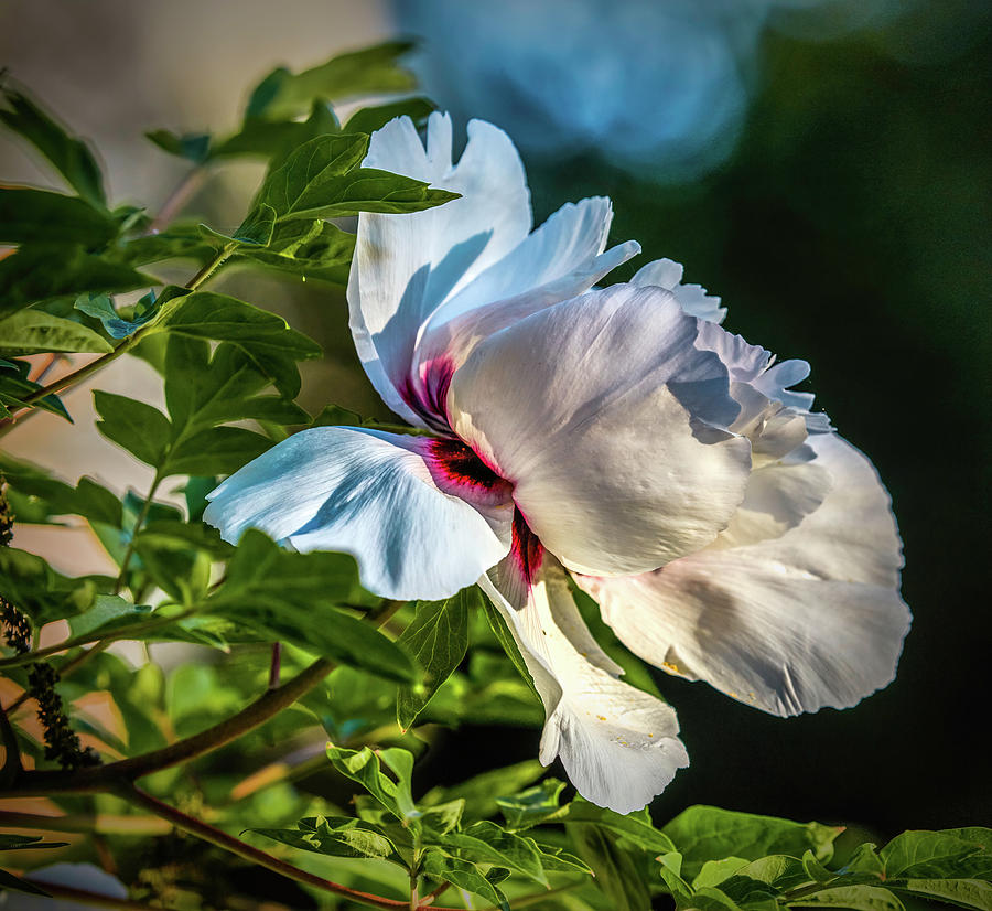 White Petals #i4 Photograph by Leif Sohlman