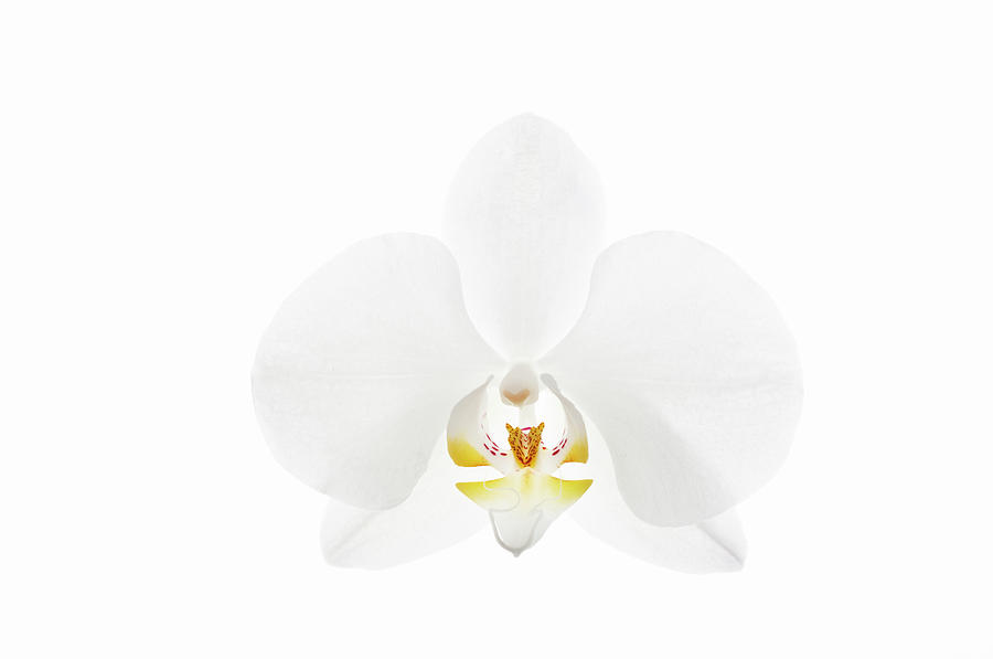 White Phaelenopsis Orchid Against White Photograph by Mike Hill