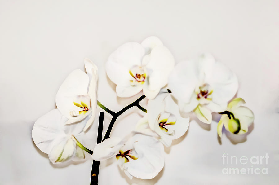 White Phalaenopsis Orchid j1 Photograph by Ilan Rosen