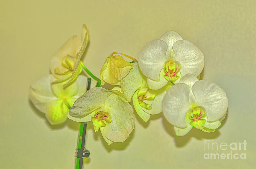 White Phalaenopsis Orchid on white background k4