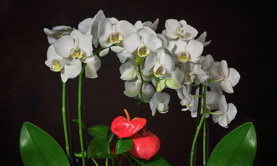 White Phalaenopsis Orchids And Anthurium Croped Photograph