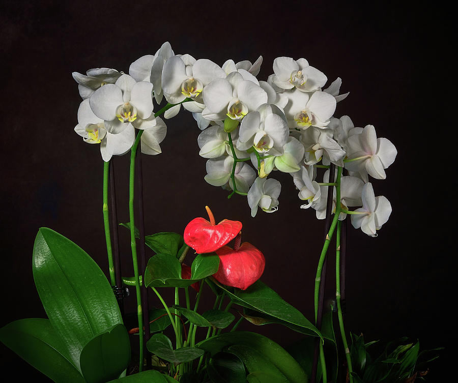 White Phalaenopsis Orchids and Anthurium Photograph by TL Mair