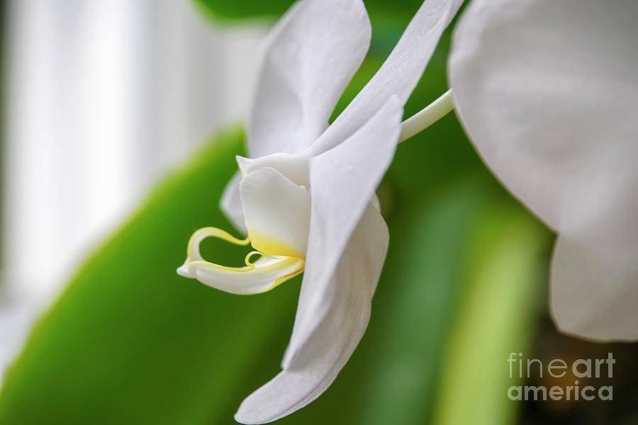 White Phaleanopsis Orchid w5 Photograph by Vladi Alon