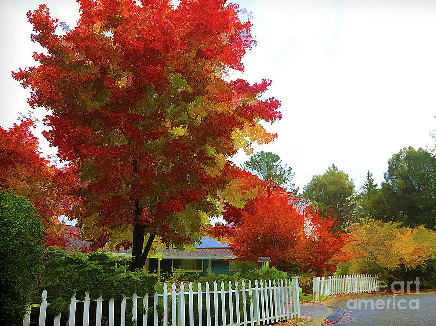 California White Picket Fence Reds Yellows Autumn  Photograph by Chuck Kuhn