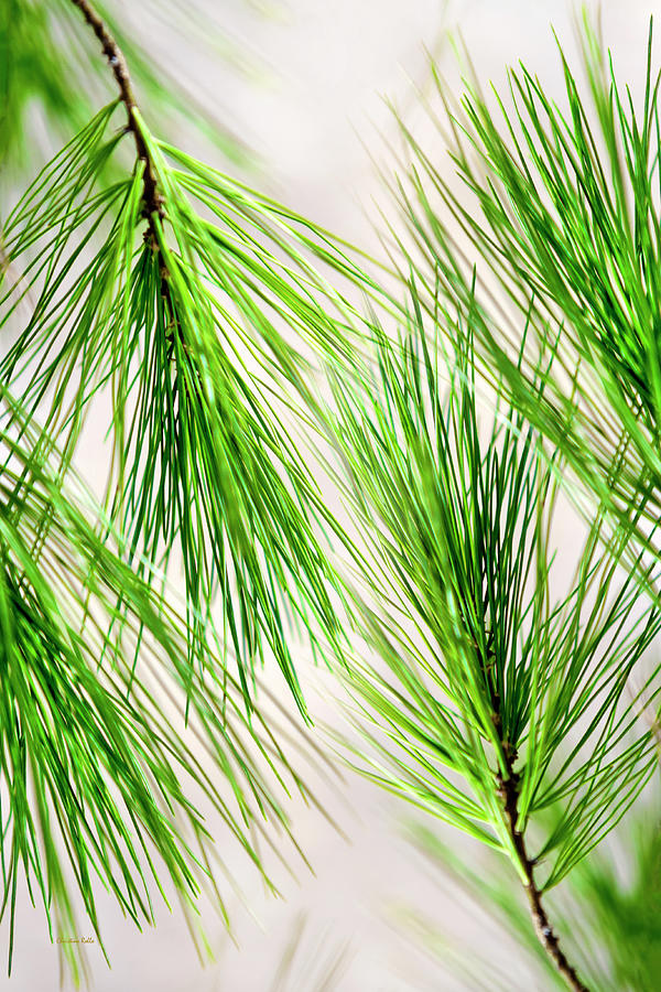 White Pine Needles Photograph by Christina Rollo