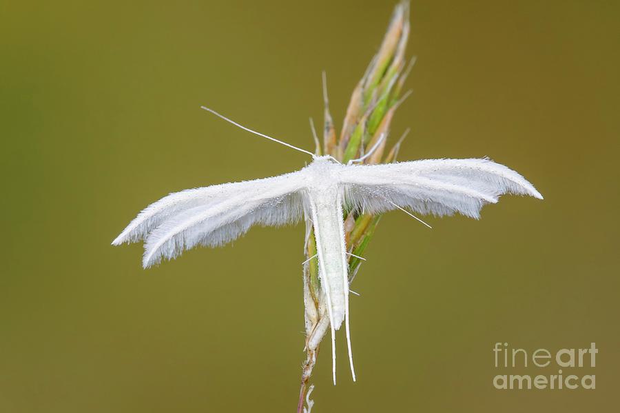 Insects Photograph - White Plume Moth by Heath Mcdonald/science Photo Library