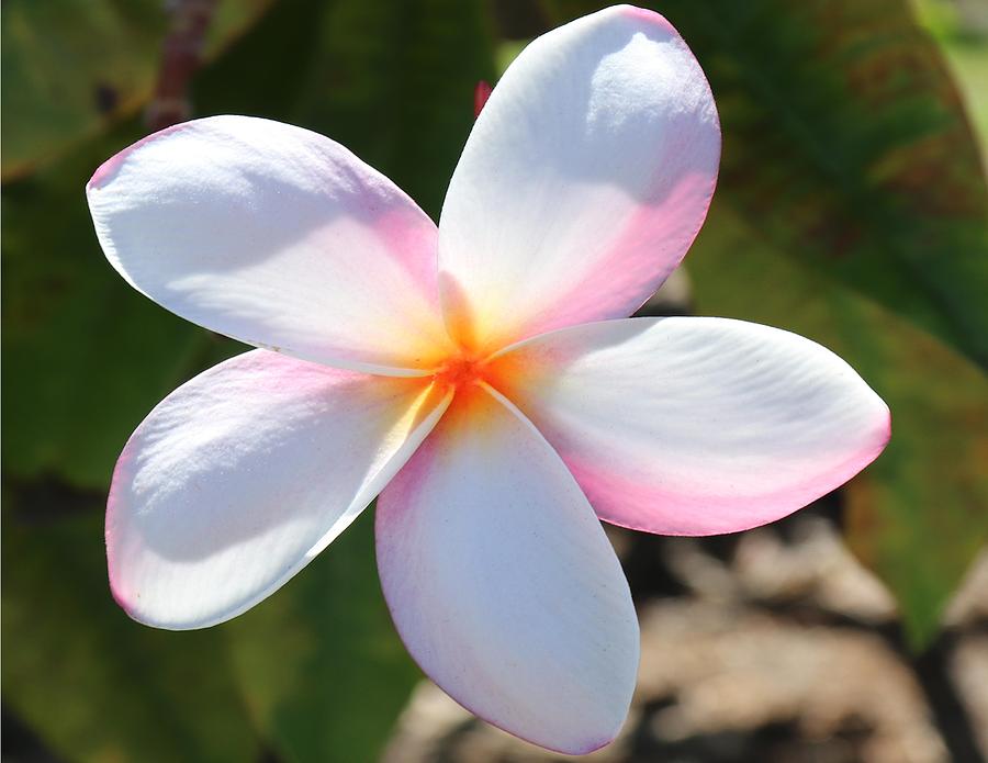 White Plumeria Flower Photograph