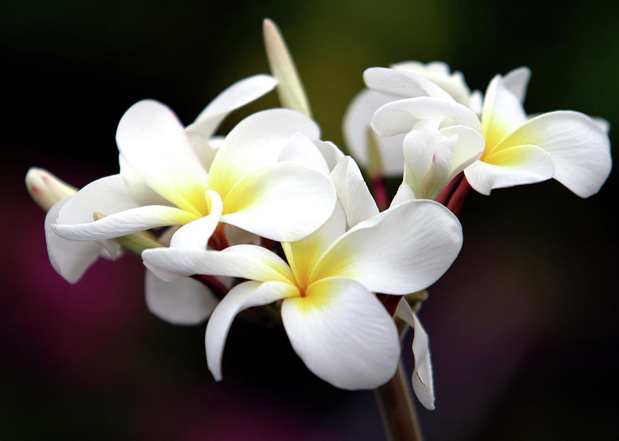 White Plumeria Photograph by Skyhobo