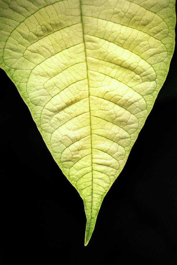 White Poinsettia Leaf Photograph by Don Johnson