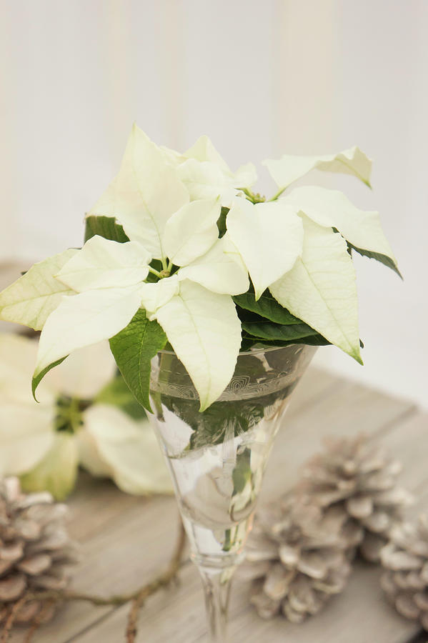 White Poinsettias In An Antique Wineglass Photograph by Martina Schindler