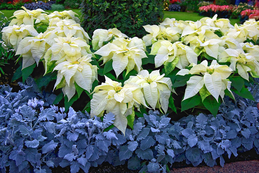 White Poinsettias Photograph by Sally Weigand