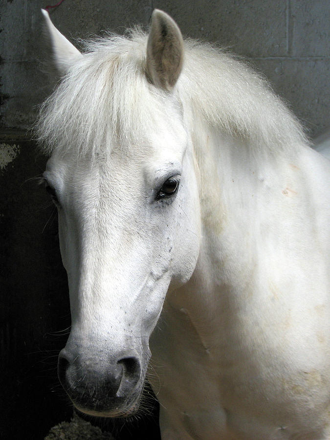 White Pony Photograph by Sally Crossthwaite