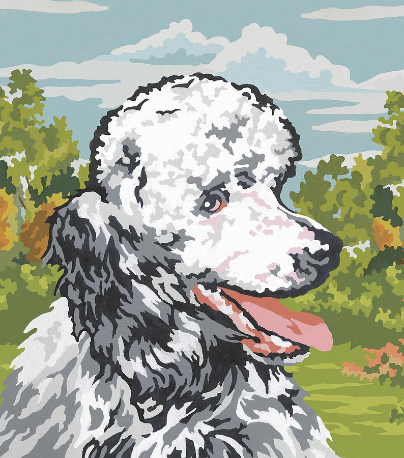 Vintage Drawing - White Poodle by CSA Images