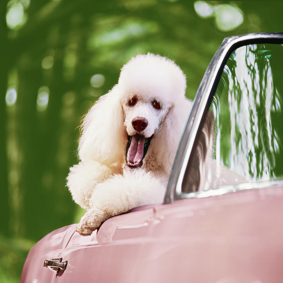 White Poodle In Pink Convertible Car Photograph by Gk Hart/vikki Hart