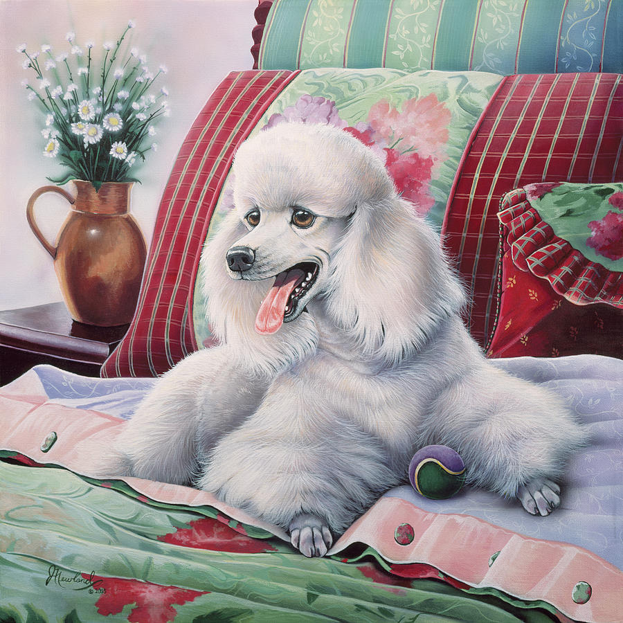 Animal Painting - White Poodle by Jenny Newland