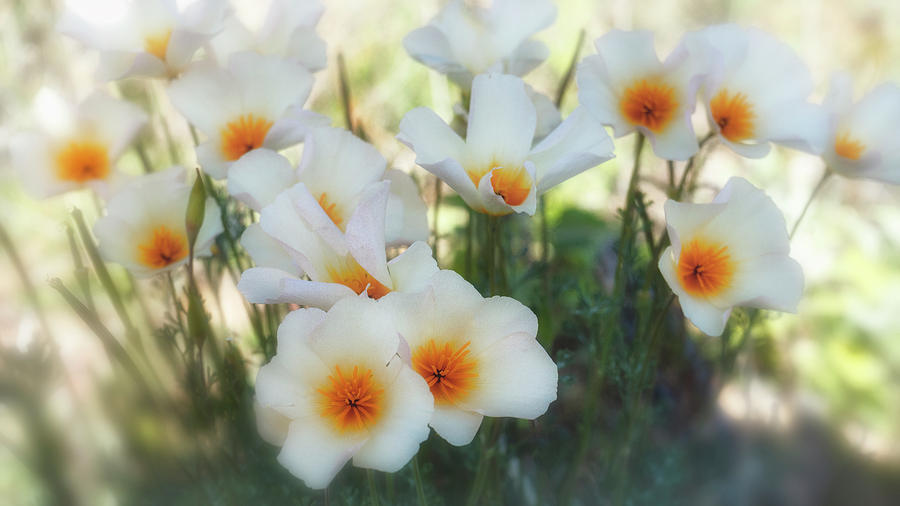 White Poppies In the Sonoran  Photograph by Saija Lehtonen