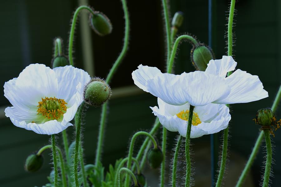 White Poppies Photograph by Jimmy Chuck Smith