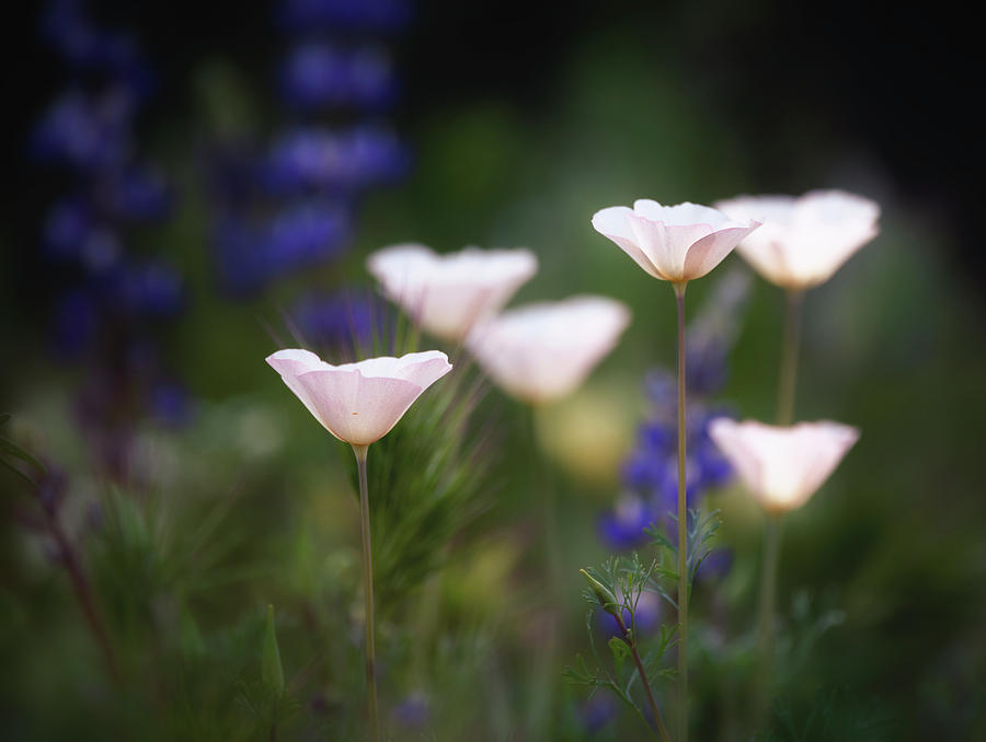 White Poppy Beauty  Photograph by Saija Lehtonen