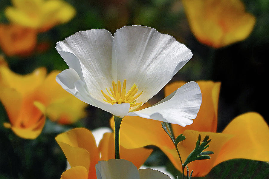 White Poppy Photograph by Hazel Vaughn