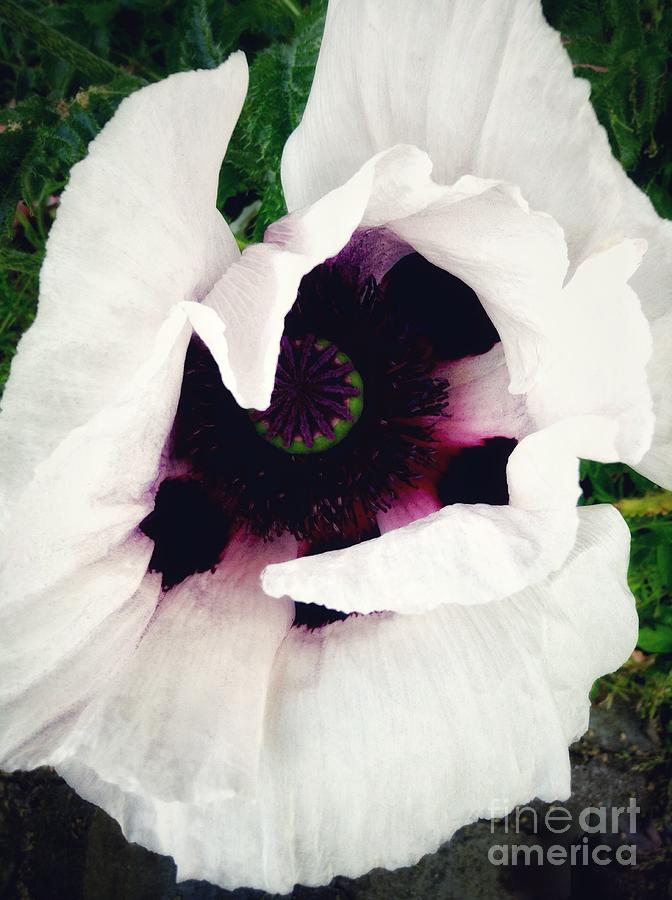White Poppy Photograph by Joan-Violet Stretch