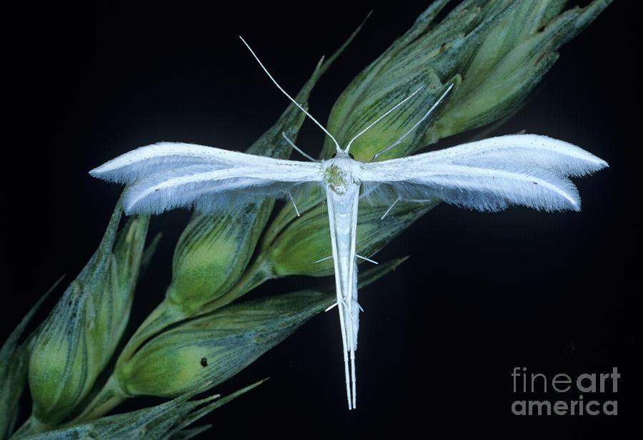 White Pume Moth Photograph by Dr. John Brackenbury/science Photo Library