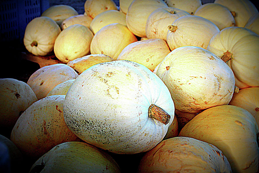 White Pumpkins Photograph by Cynthia Guinn