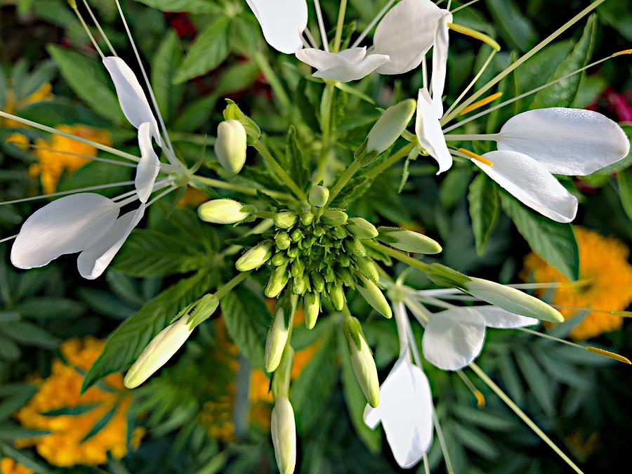 White Queen Cleome Flower Closeup  Photograph by Jori Reijonen