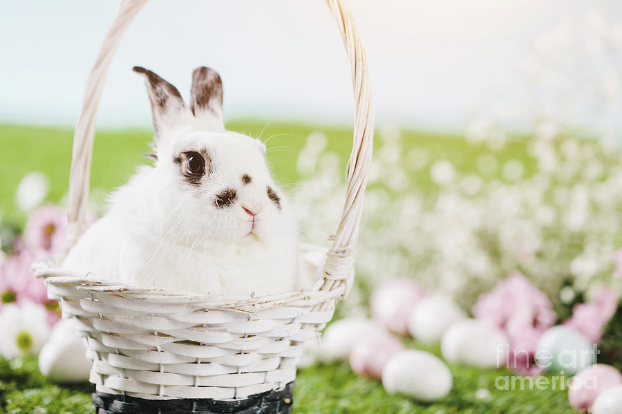 White rabbit sitting in Easter basket. Photograph by Michal Bednarek