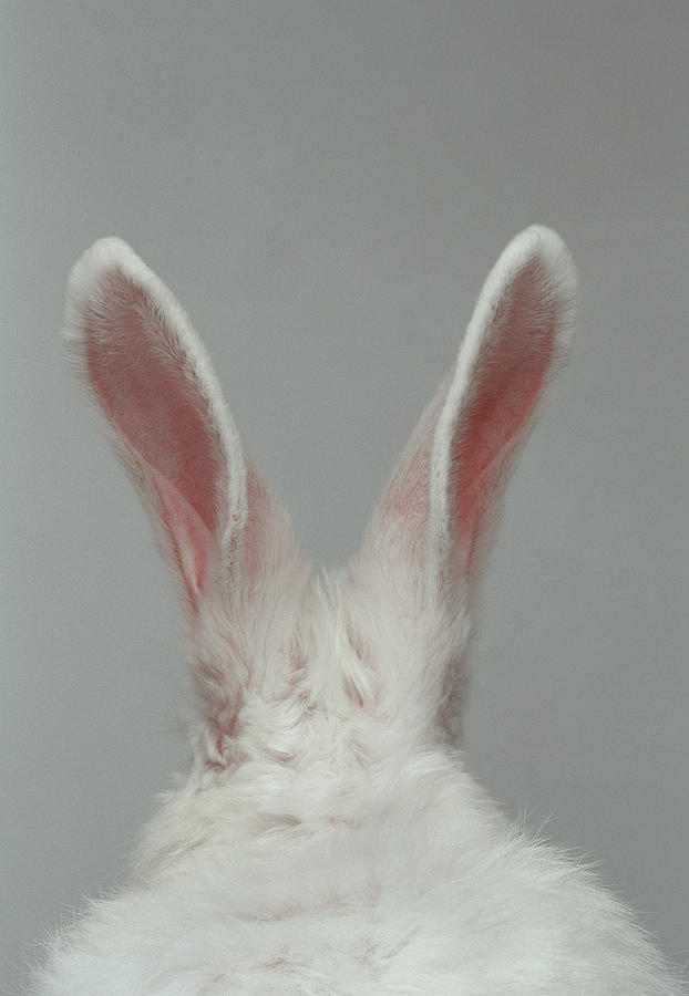 White Rabbit With Ears Up, Rear View Photograph by Daniel Day