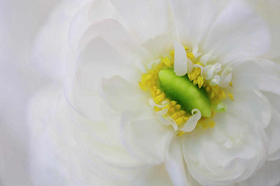 White Ranunculus Photograph by Carol Eade