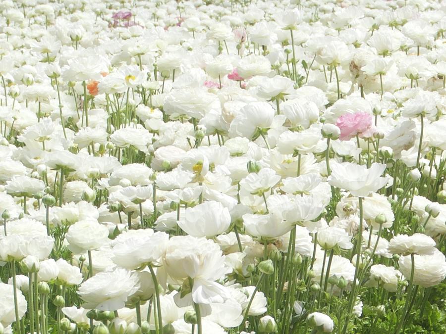 White Ranunculus Flowers Photograph by Denise Benson