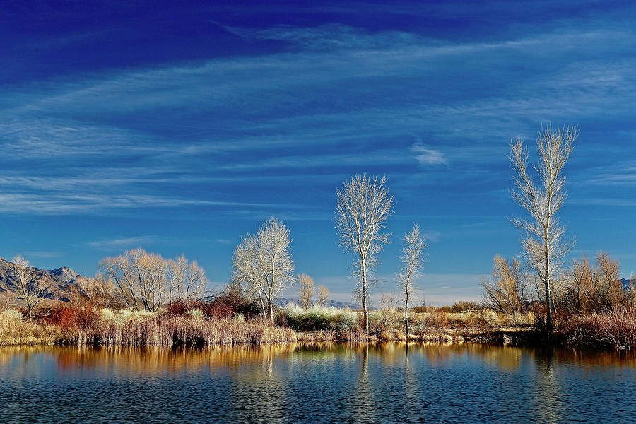 Tree Photograph - White Reflecting Trees by Susan Vizvary Photography