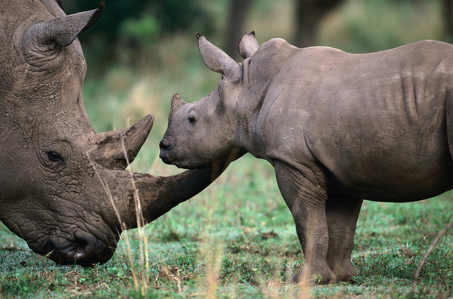 White Rhinceros With Young, Tala Photograph by Lonely Planet