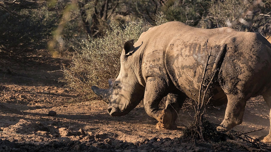 White Rhino 2 Photograph by Claudio Maioli