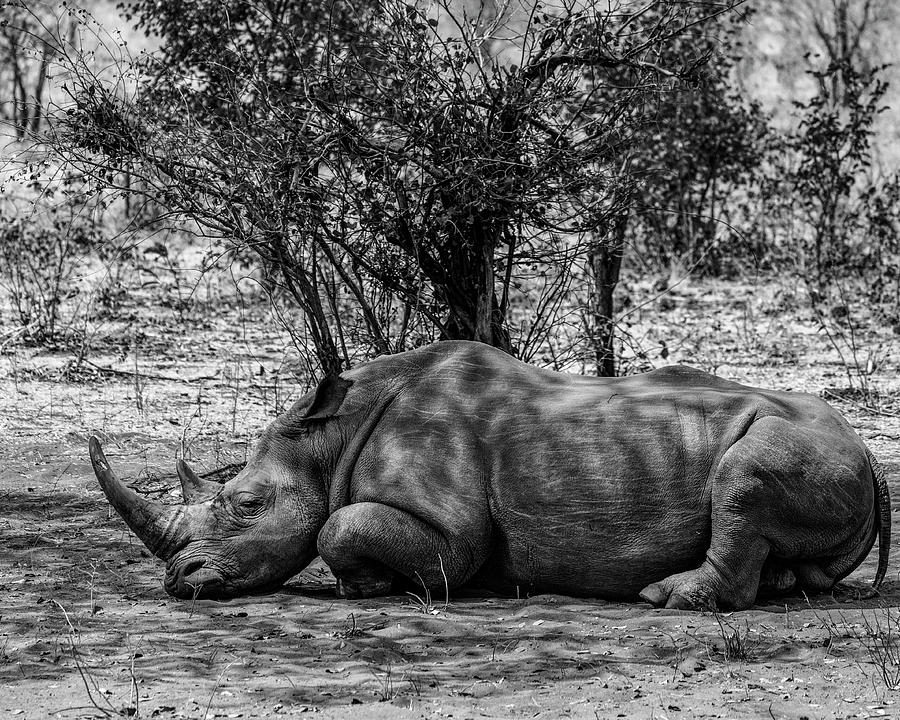 White Rhino Photograph by Betty Eich