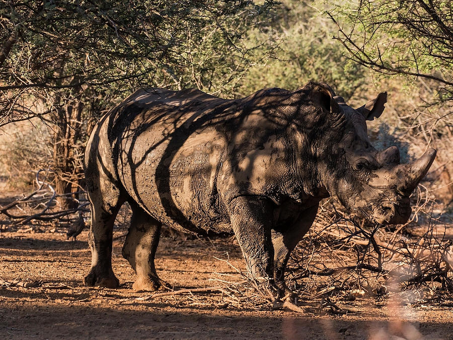 White Rhino 1 Photograph by Claudio Maioli