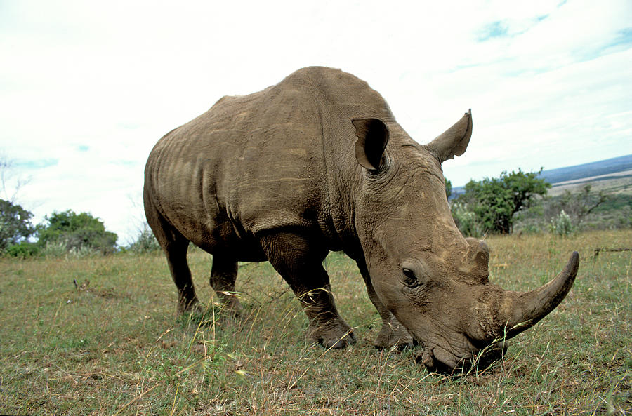 White Rhino Photograph by David Cayless