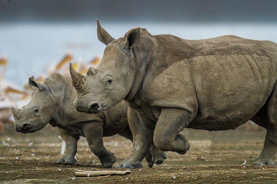 White Rhino Female With Baby Photograph by Manoj Shah