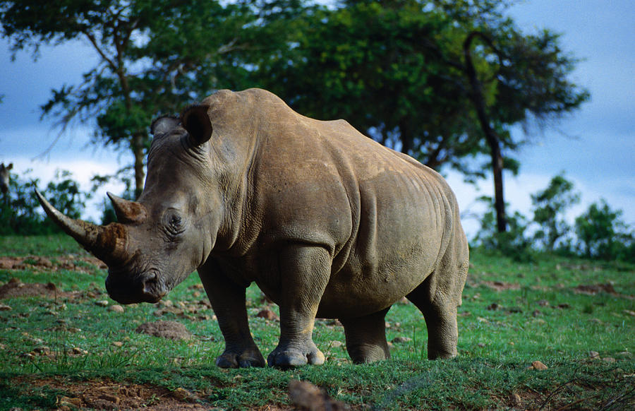 White Rhino, Front View, Cecil Kop by David Wall