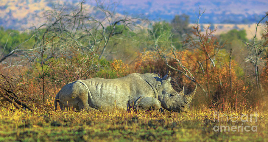 White Rhino in Pilanesberg Photograph by Benny Marty