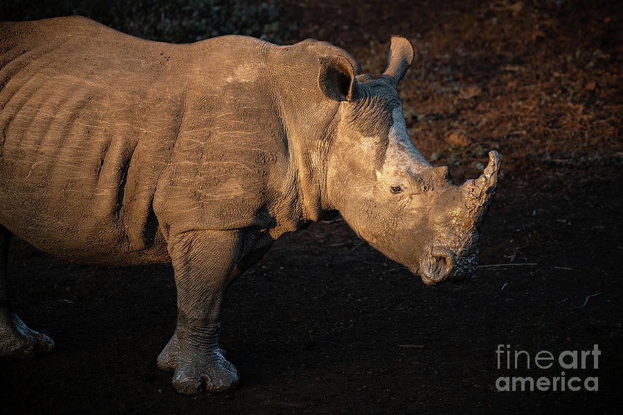Rhinocerus Photograph - White rhino in South Africa by Jamie Pham