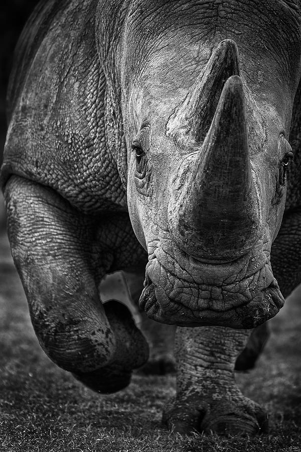 Wildlife Photograph - White Rhino On The Run! by Ali Khataw