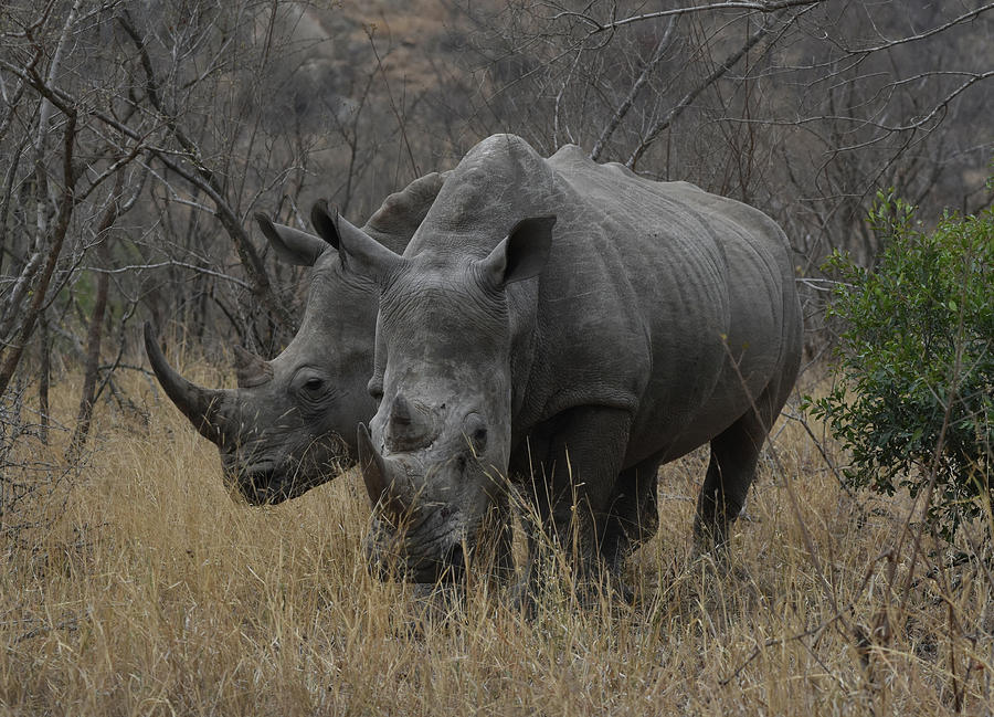 White Rhino Pair Photograph by Ben Foster
