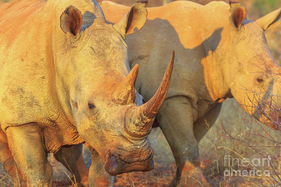 White Rhino safari Photograph by Benny Marty