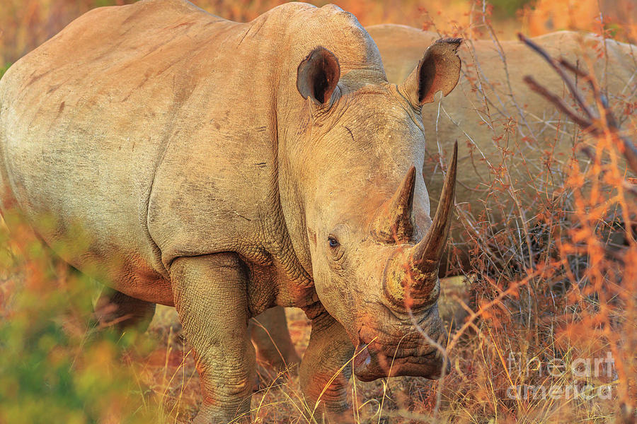 White Rhino South Africa Photograph by Benny Marty